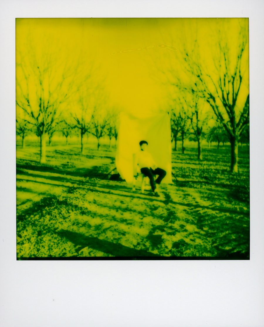 Polaroid amarilla de una persona sentada frente a una tela blanca en un nogal sin hojas